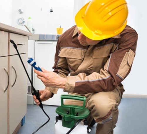 Fare İlaçlama Nasıl Yapılır?